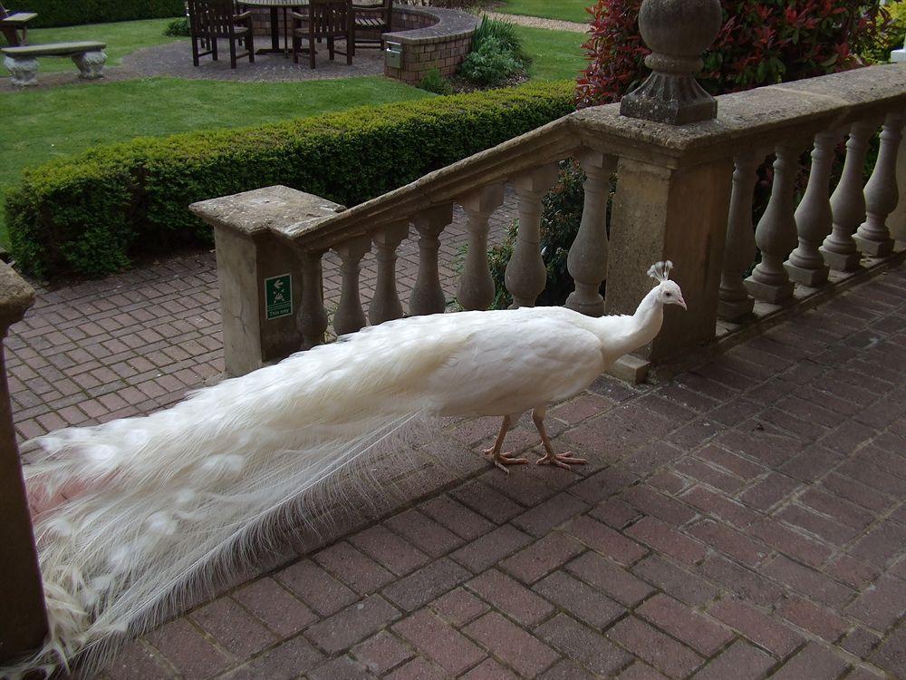 Pendley Manor Hotel Tring Eksteriør billede